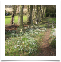 cemetery-snowdrops